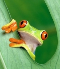 Bérengère PARES