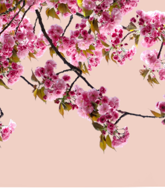 Julie Tree